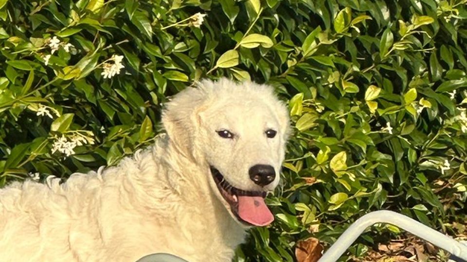 Selvaggio Cucciolone Pastore Maremmano Abruzzese