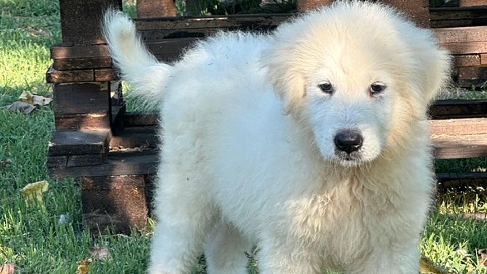 Duca, Cucciolo Pastore Maremmano Abruzzese