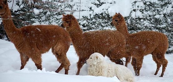 pastore maremmano abruzzese neve e alpaca